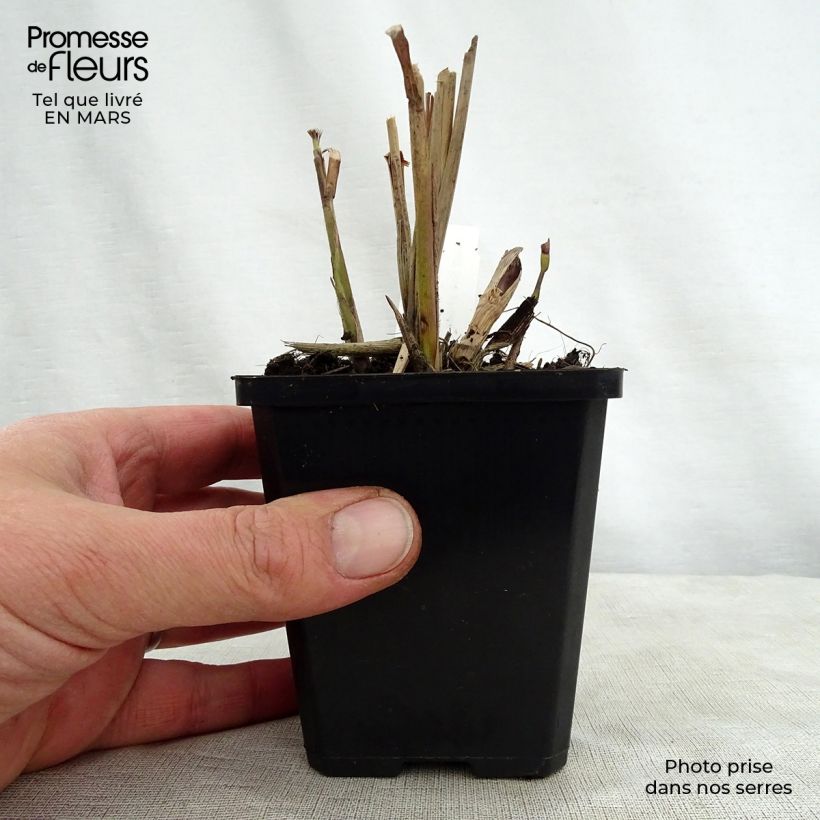 Spécimen de Miscanthus sinensis Kaskade - Roseau de Chine Godet de 8/9 cm tel que livré au printemps