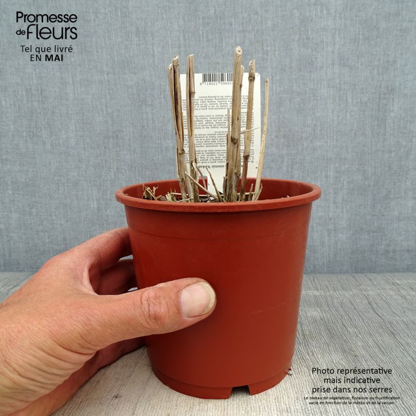 Spécimen de Miscanthus sinensis Kaskade - Roseau de Chine Pot de 1L/1,5L tel que livré au printemps