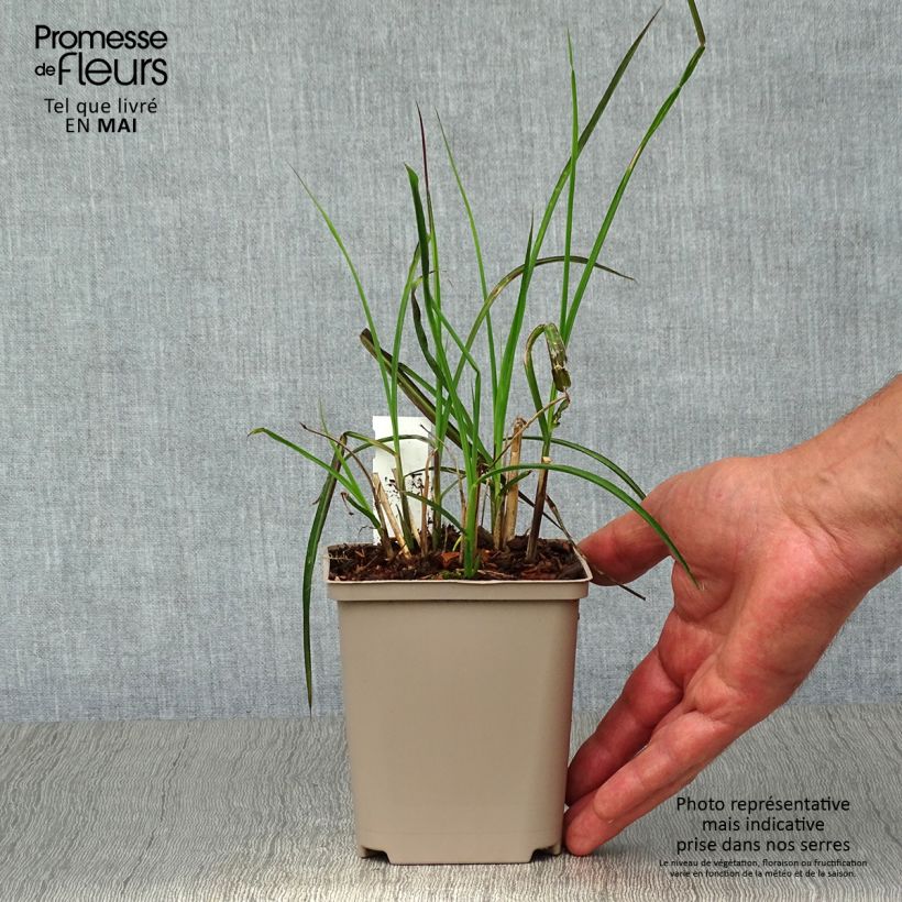 Spécimen de Miscanthus sinensis Kleine Fontäne (Petite Fontaine) Godet de 8/9 cm tel que livré au printemps