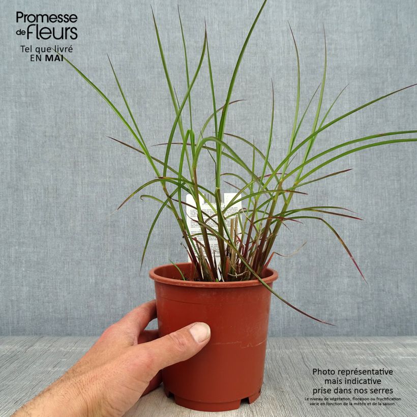 Spécimen de Miscanthus sinensis Kleine Fontäne (Petite Fontaine) Pot de 1L/1,5L tel que livré au printemps