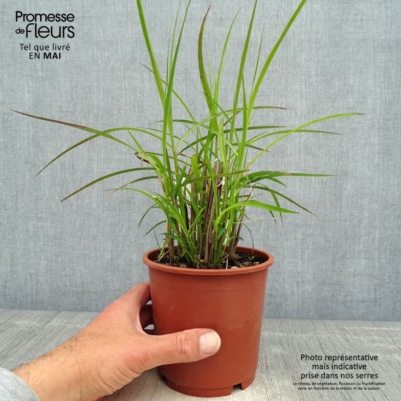 Example of Miscanthus sinensis Kleine Silberspinne - Roseau de Chine Pot de 1L/1,5L as you get in printemps