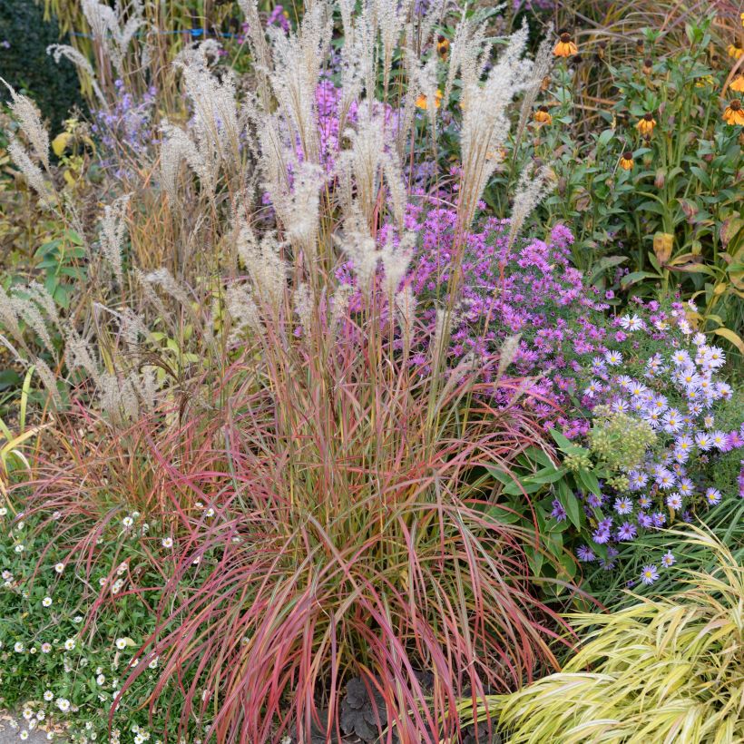Miscanthus sinensis Little Miss - Roseau de Chine (Plant habit)