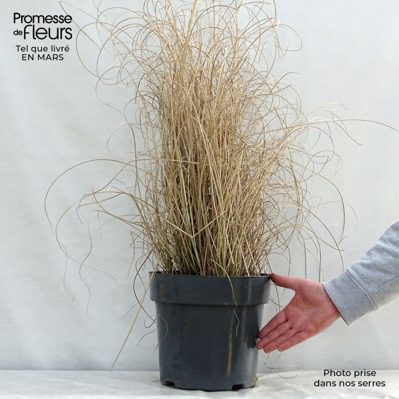 Example of Miscanthus sinensis Morning Light - Eulalie, Roseau de Chine Pot de 7,5L/10L as you get in printemps