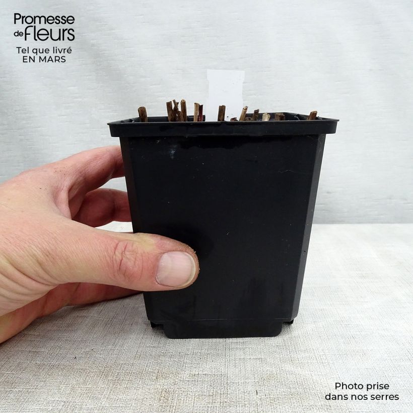 Spécimen de Miscanthus sinensis Nippon - Eulalie, Roseau de Chine Godet de 8/9 cm tel que livré au printemps