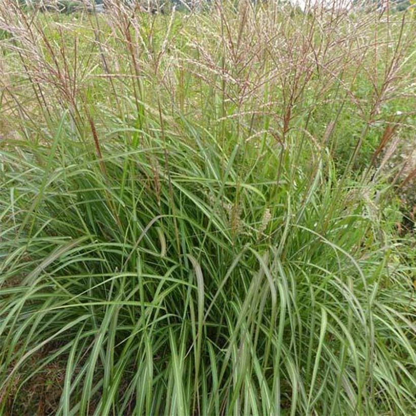 Miscanthus sinensis Purple Fall® - Eulalie, Roseau de Chine (Foliage)