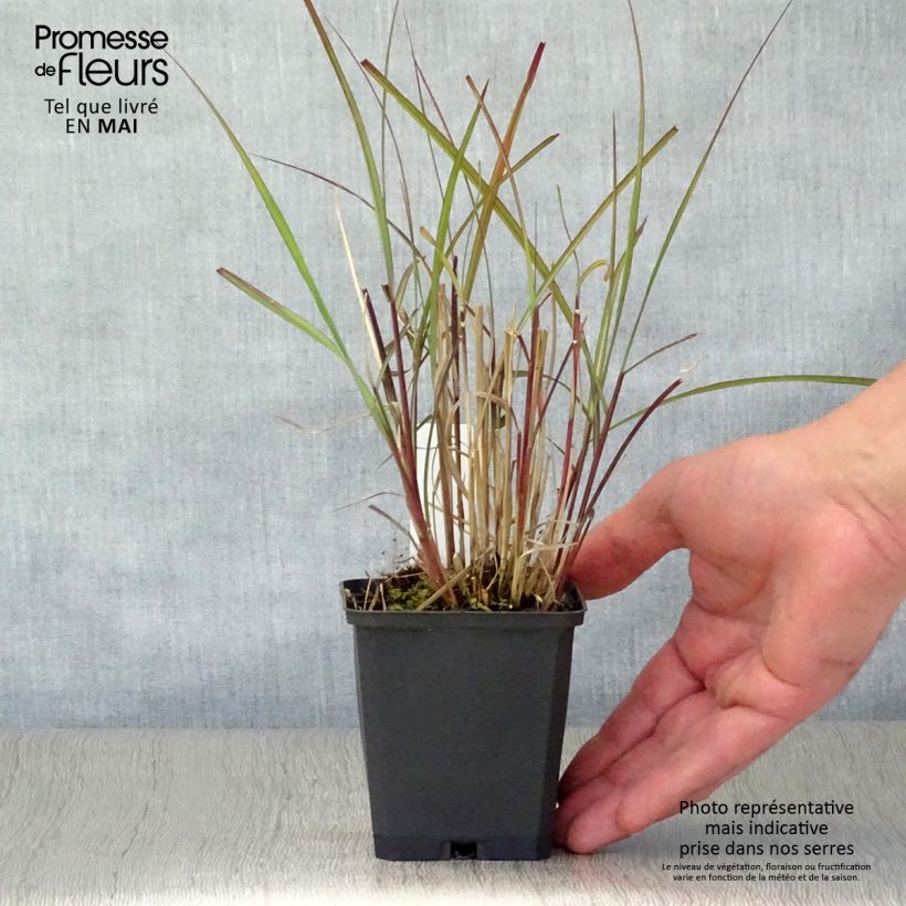 Example of Miscanthus sinensis Purple Fall® - Eulalie, Roseau de Chine Godet de 8/9 cm as you get in printemps