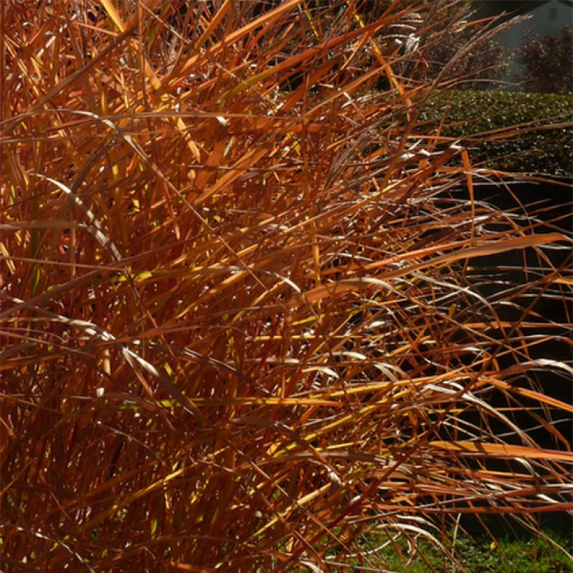 Miscanthus sinensis Purpurascens, Eulalie (Feuillage)