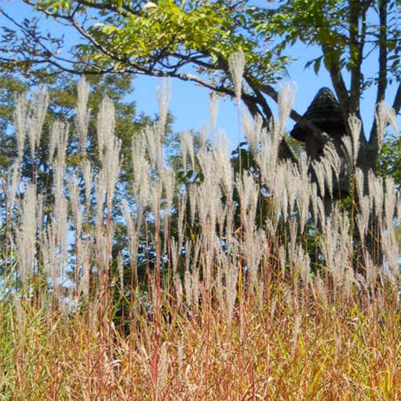 Miscanthus sinensis Purpurascens, Eulalie (Floraison)