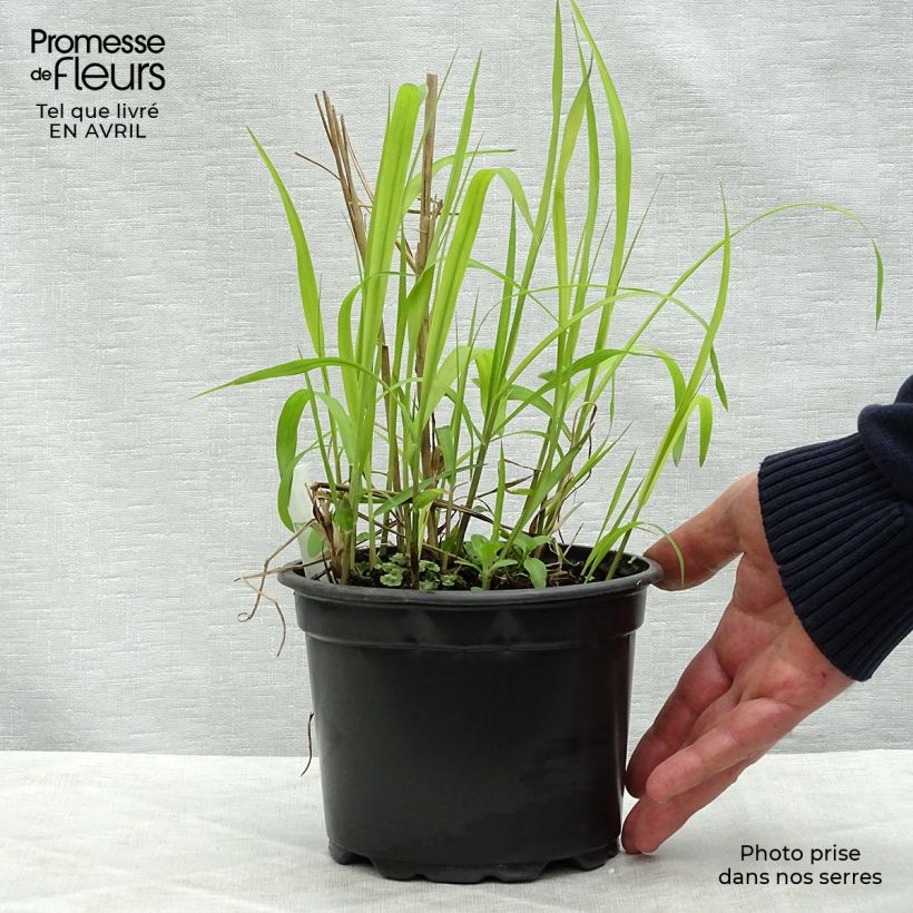 Spécimen de Miscanthus sinensis Purpurascens, Eulalie Pot de 2L/3L tel que livré au printemps