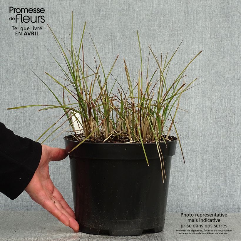 Spécimen de Miscanthus sinensis Red Chief - Roseau de Chine Pot de 4L/5L tel que livré au printemps