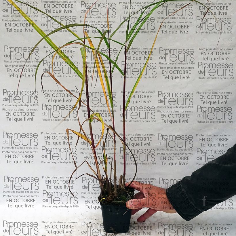 Example of Miscanthus sinensis Roland - Roseau de Chine Godet de 8/9 cm as you get