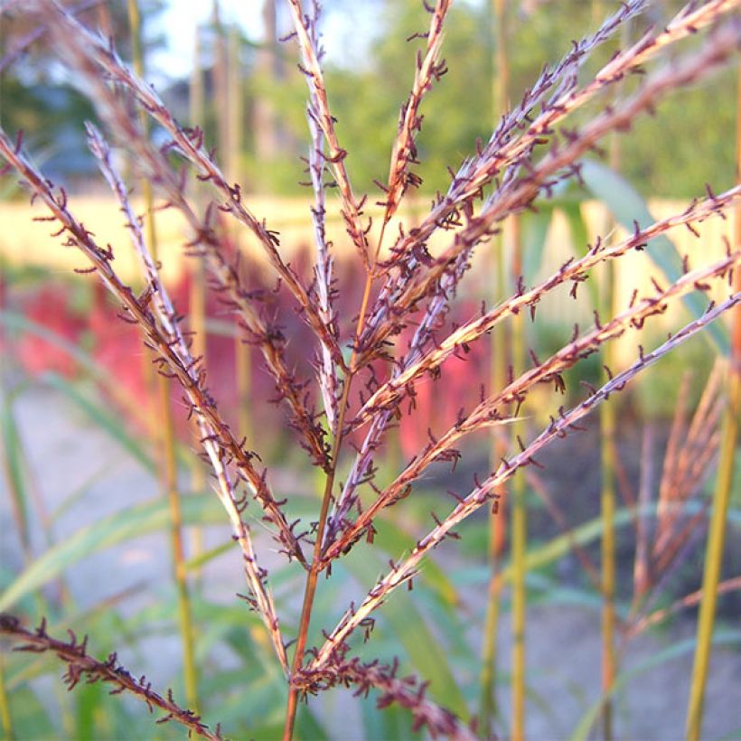 Miscanthus sinensis Rotsilber - Roseau de Chine (Flowering)