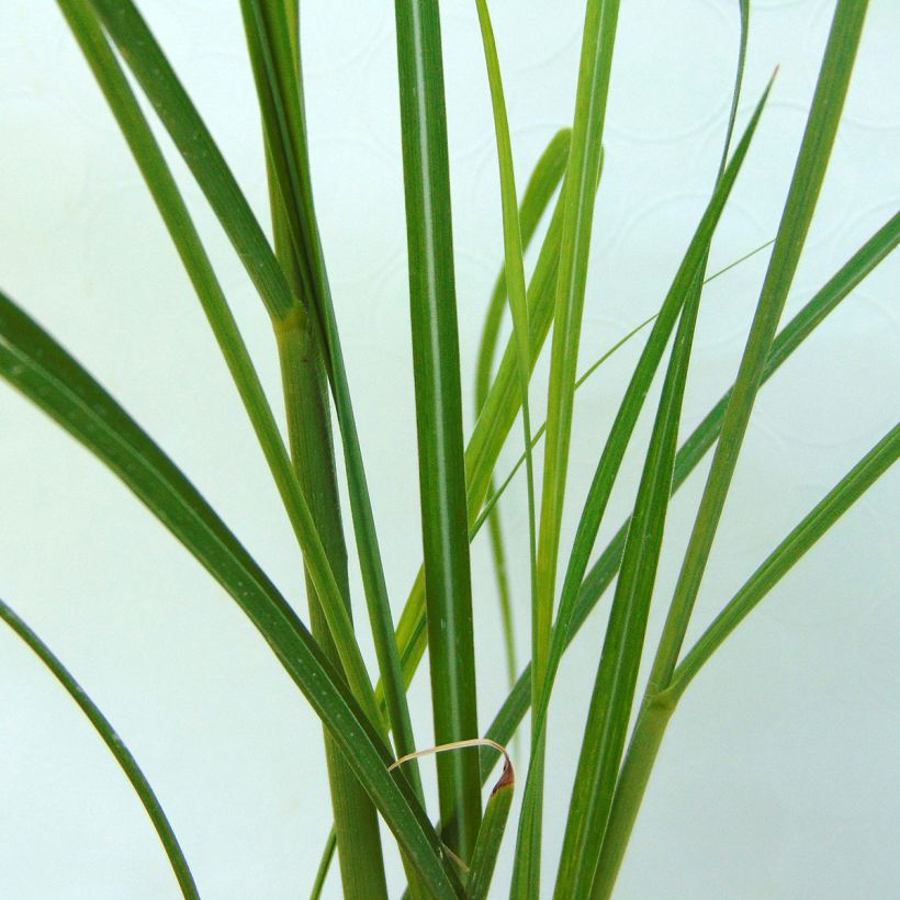 Miscanthus sinensis Rotsilber - Roseau de Chine (Foliage)
