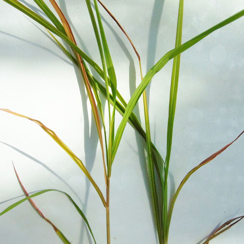 Miscanthus sinensis Silberfeder - Roseau de Chine (Foliage)