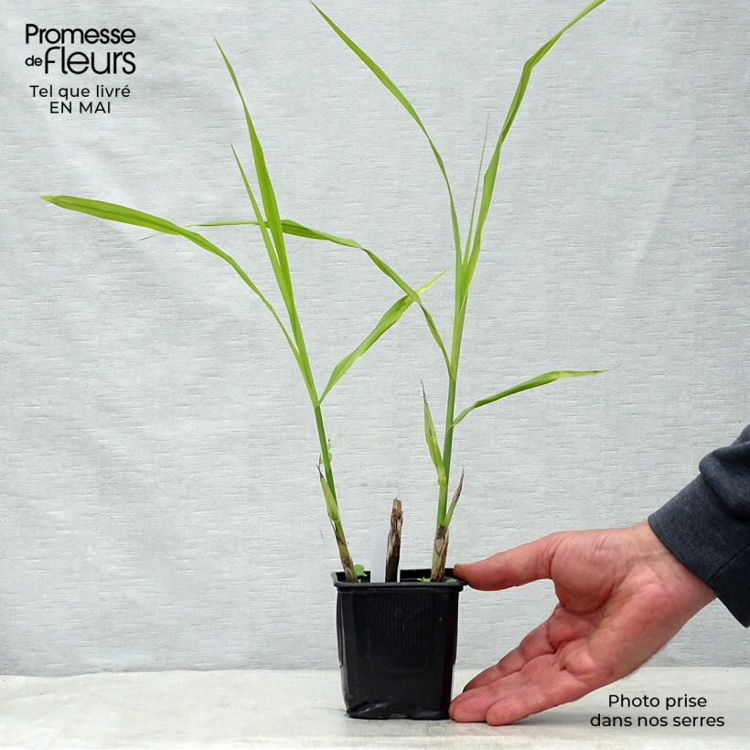 Example of Miscanthus sinensis Silberfeder - Roseau de Chine Godet de 8/9 cm as you get in printemps