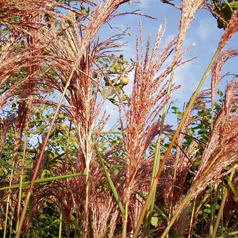 Miscanthus sinensis Sirene - Roseau de Chine (Foliage)