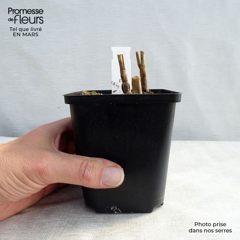 Example of Miscanthus sinensis Sirene - Roseau de Chine Godet de 8/9 cm as you get in printemps