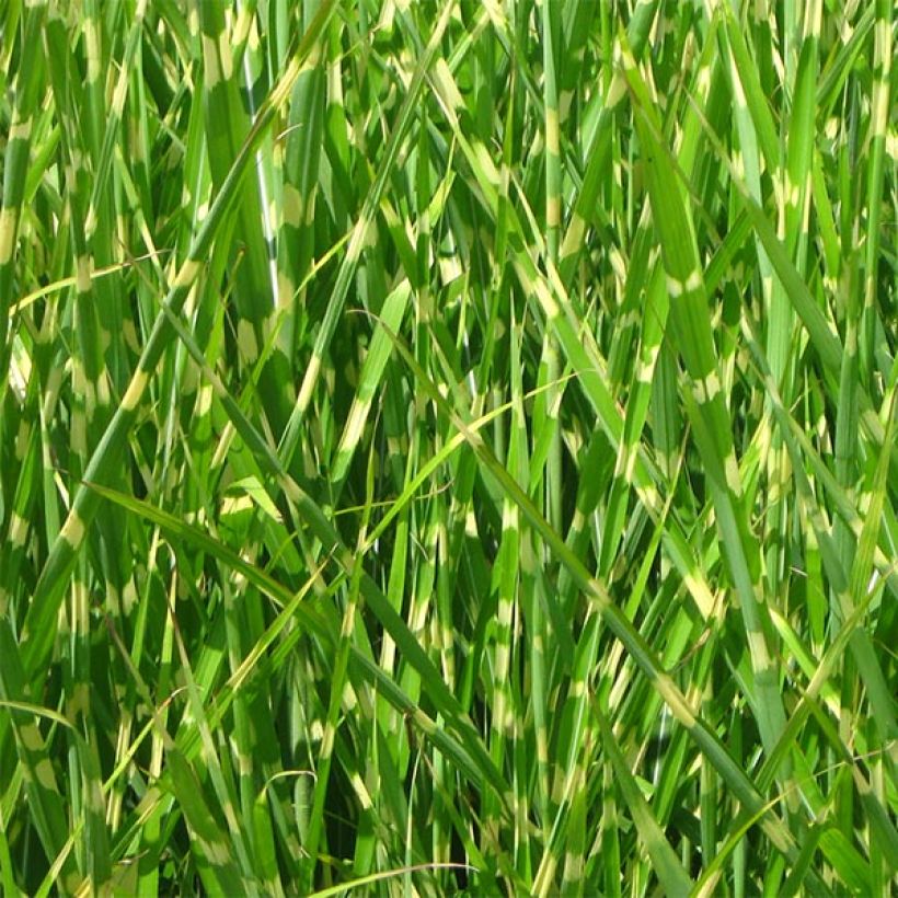 Miscanthus sinensis Strictus - Roseau de Chine (Foliage)