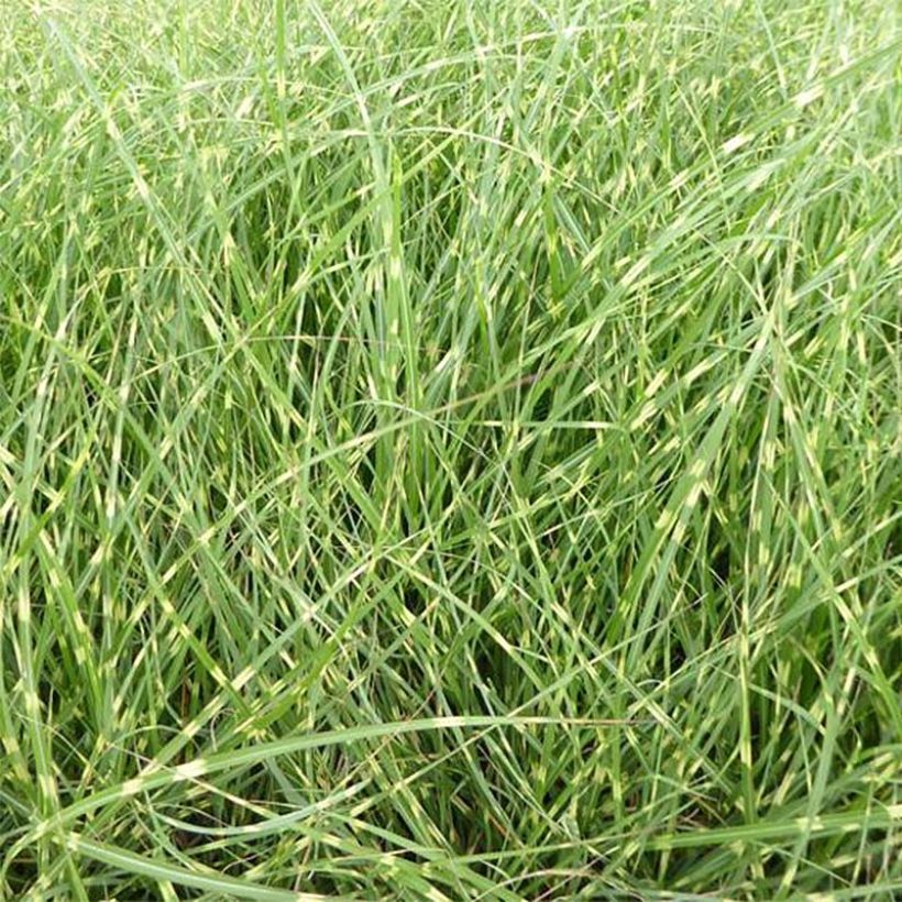 Miscanthus sinensis Strictus Dwarf - Roseau de Chine (Foliage)