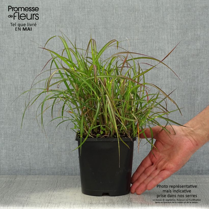 Example of Miscanthus sinensis Strictus Dwarf - Roseau de Chine Pot de 2L/3L as you get in printemps