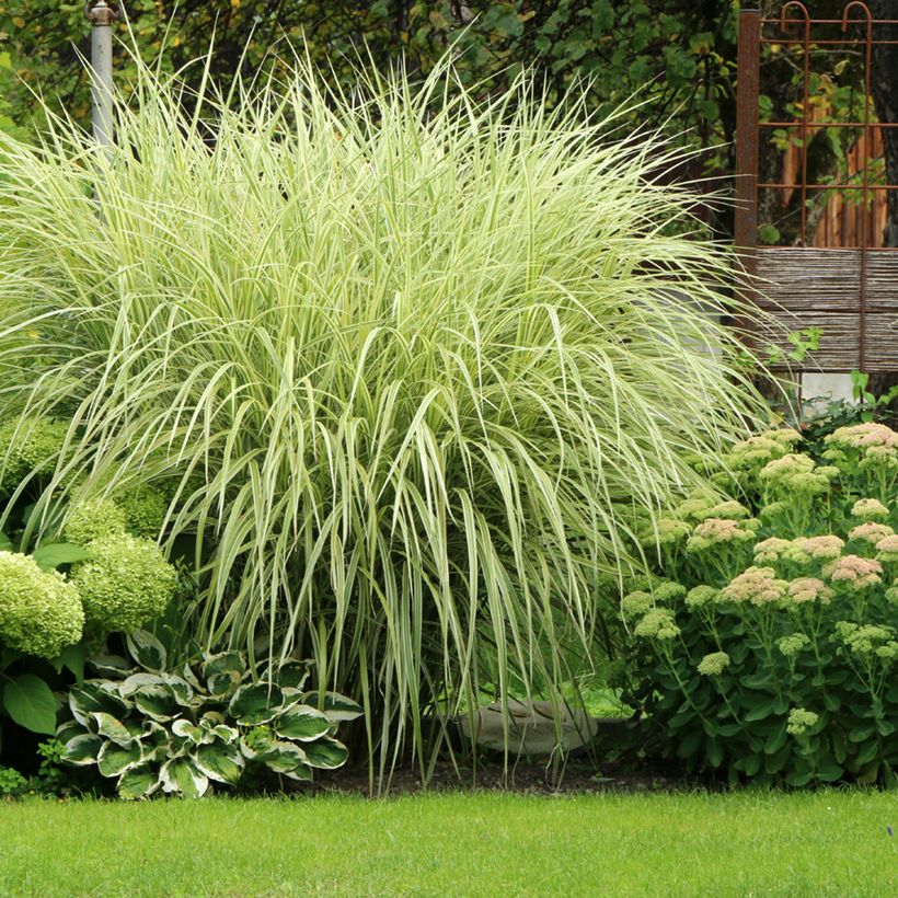Miscanthus sinensis Variegatus - Roseau de Chine (Plant habit)