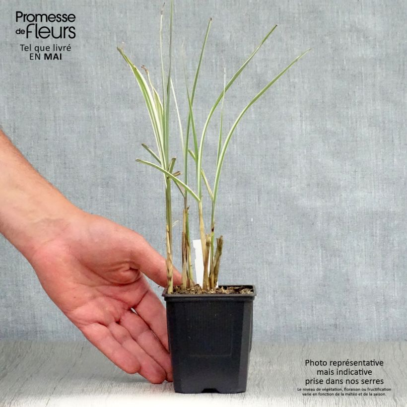 Example of Miscanthus sinensis Variegatus - Roseau de Chine Godet de 8/9 cm as you get in printemps