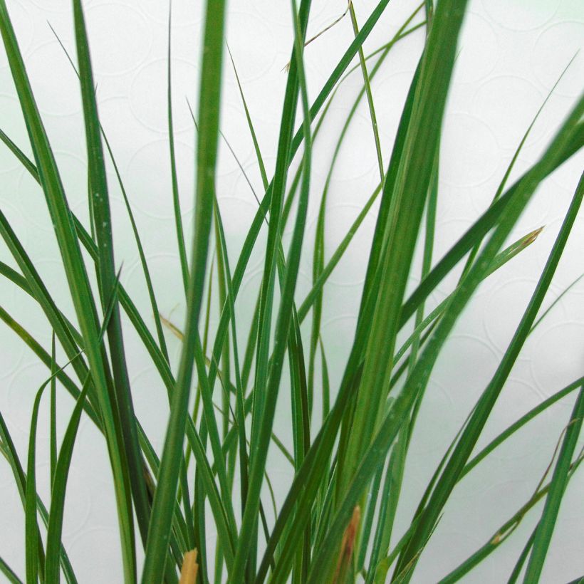 Miscanthus sinensis Yaku-Jima - Roseau de Chine  (Foliage)