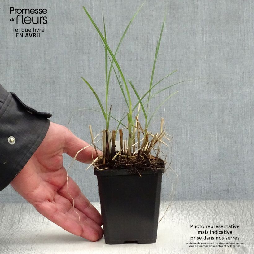 Example of Miscanthus sinensis Yaku-Jima - Roseau de Chine  Godet de 8/9 cm as you get in printemps