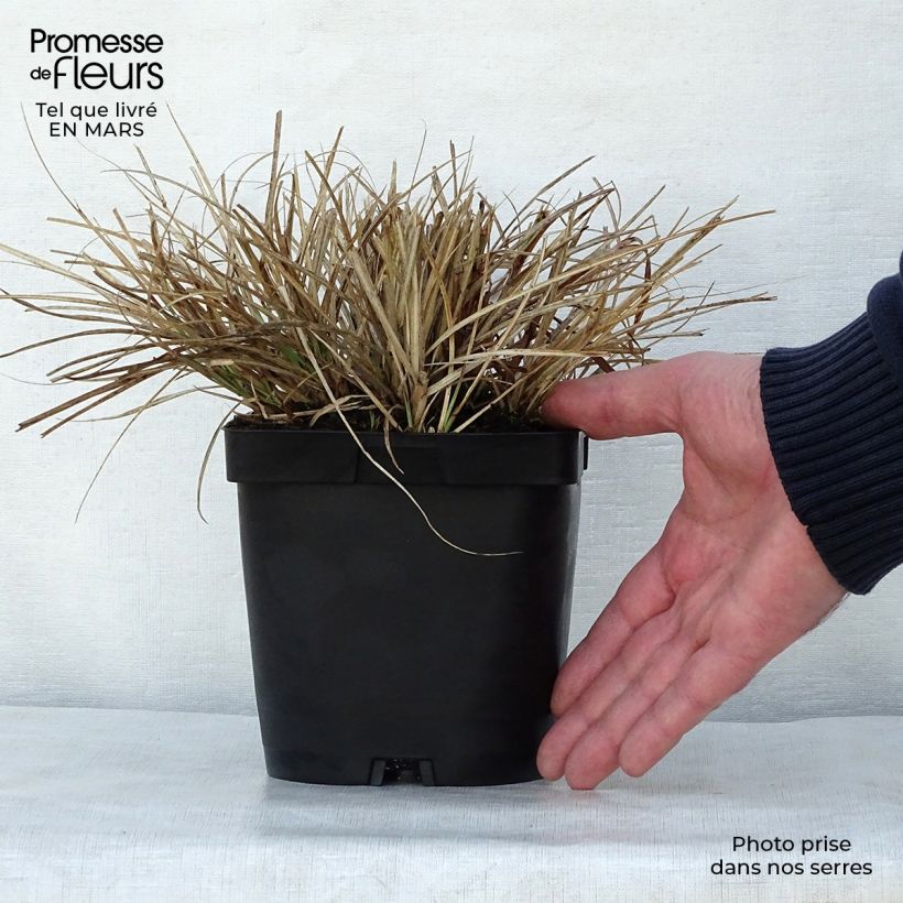 Example of Miscanthus sinensis Yaku-Jima - Roseau de Chine  Pot de 2L/3L as you get in printemps