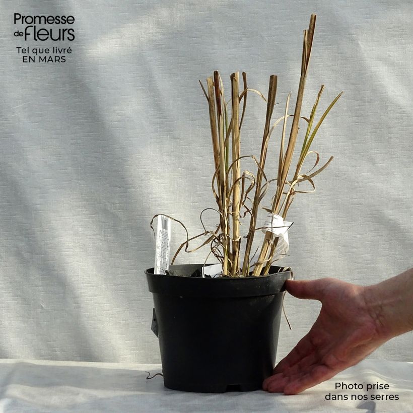 Example of Miscanthus sinensis Zebrinus - Roseau de Chine Pot de 2L/3L as you get in printemps