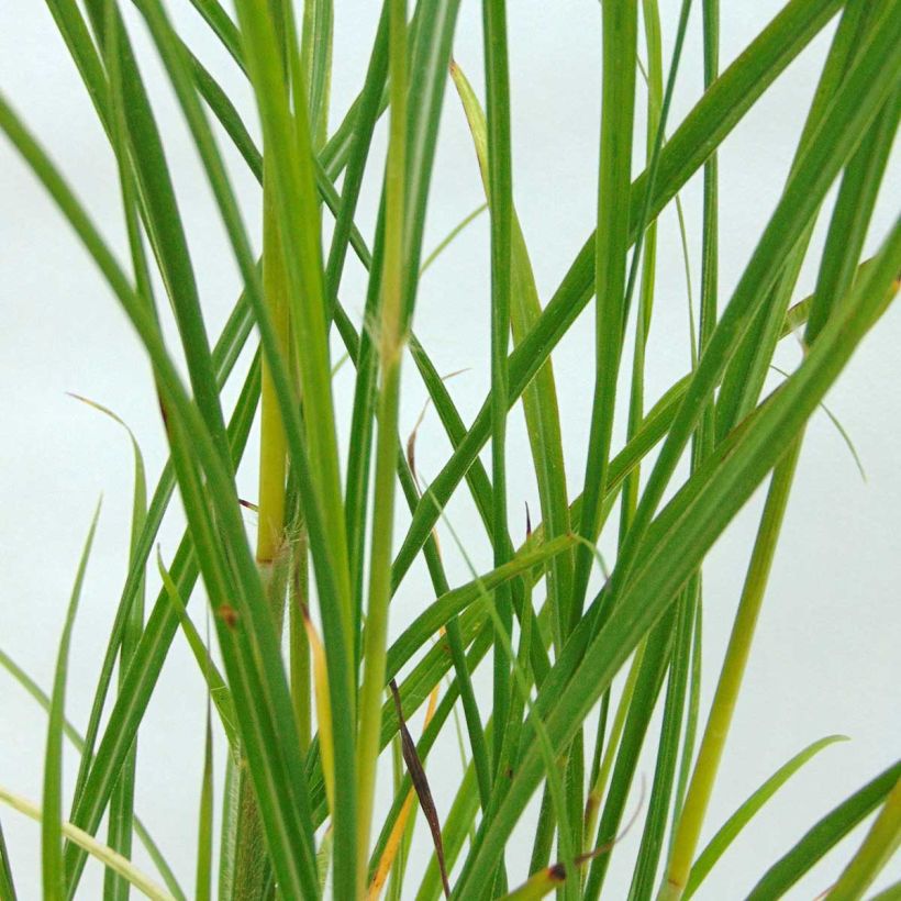 Miscanthus transmorrisonensis - Roseau de Chine (Foliage)