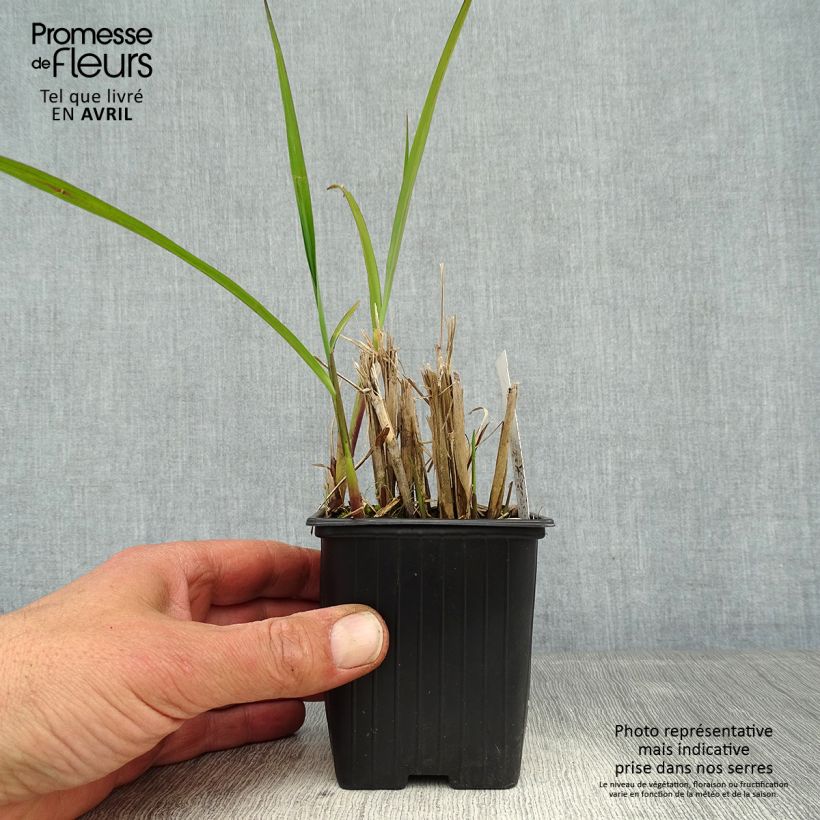 Example of Miscanthus transmorrisonensis - Roseau de Chine Godet de 8/9 cm as you get in printemps