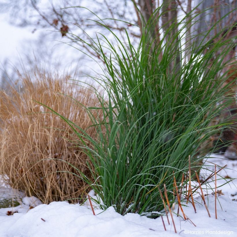 Miscanthus Miscanvert - Roseau de Chine (Feuillage)