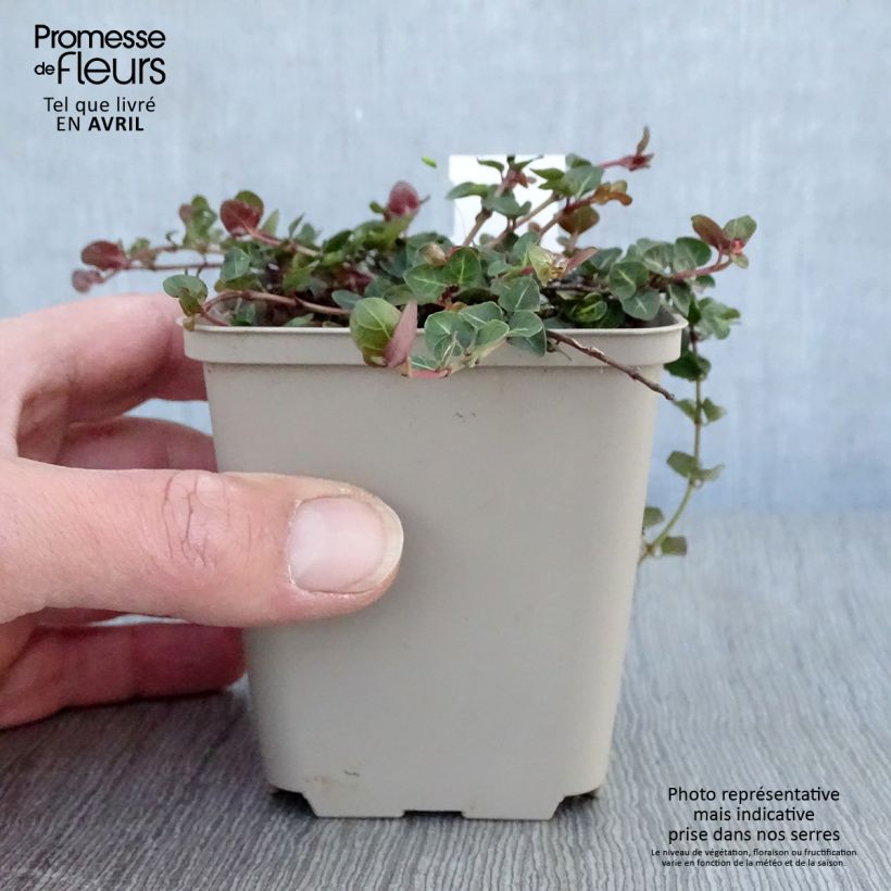 Spécimen de Mitchella repens - Pain de perdrix                       Godet de 8/9 cm tel que livré au printemps