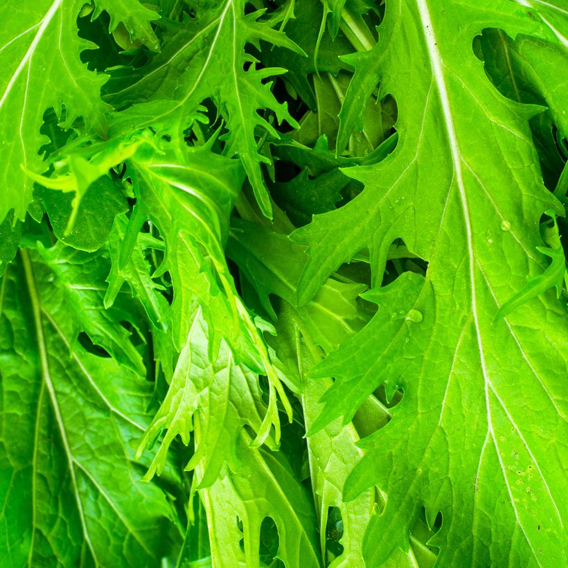 Mizuna, Chou salade japonais Bio - Ferme de Sainte Marthe (Foliage)