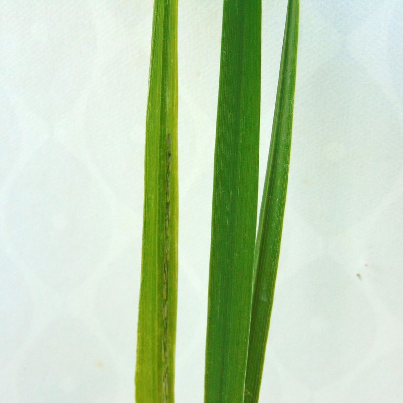 Molinia arundinacea Windsaule - Molinie (Feuillage)