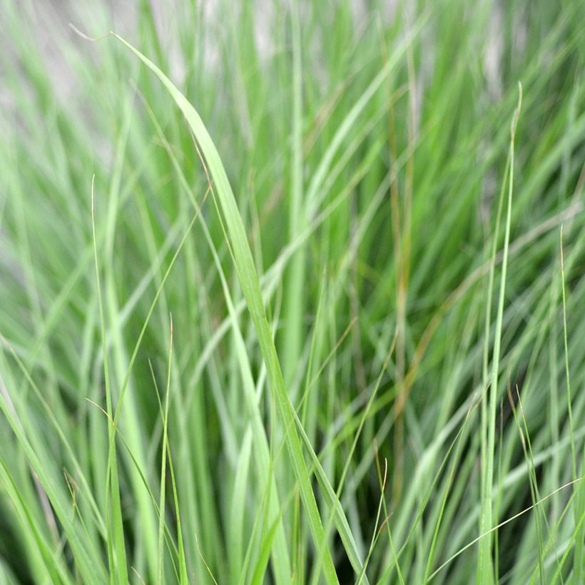 Molinia caerulea Heidezwerg - Molinie bleue à fleurs pourpre (Foliage)