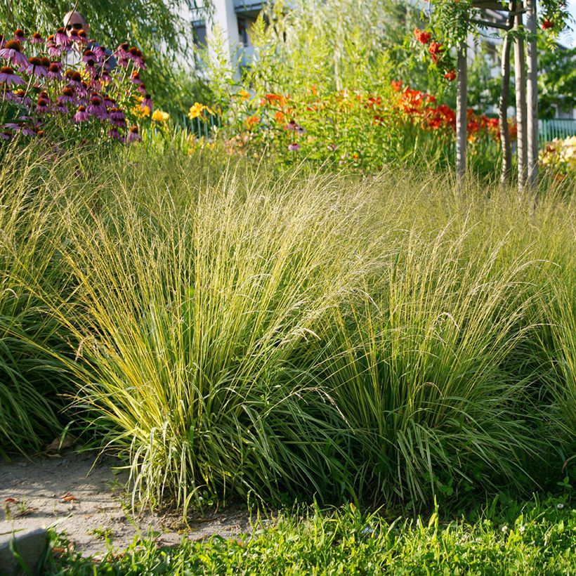 Molinia caerulea Heidezwerg - Molinie bleue à fleurs pourpre (Plant habit)