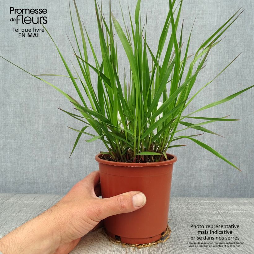 Example of Molinia caerulea ssp arundinacea Fontäne Pot de 1L/1,5L as you get in printemps