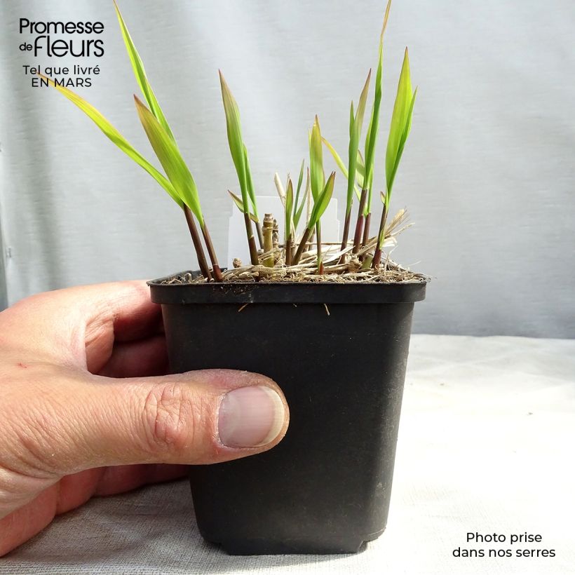 Example of Molinia caerulea ssp arundinacea Skyracer Godet de 8/9 cm as you get in printemps