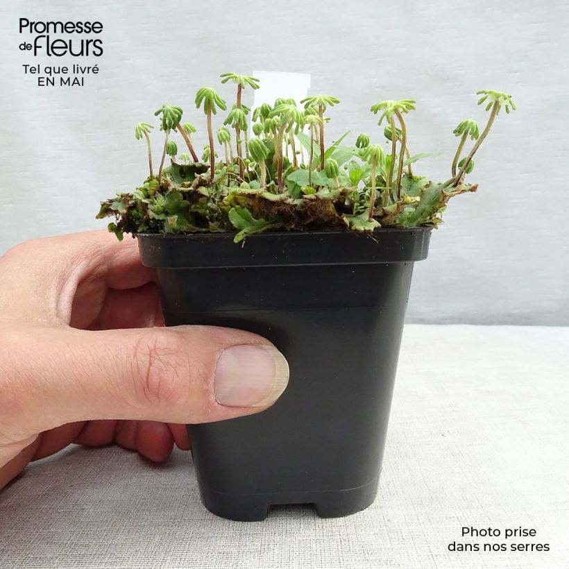 Spécimen de Molinia caerulea ssp caerulea Heidebraut - Molinie Godet de 8/9 cm tel que livré au printemps