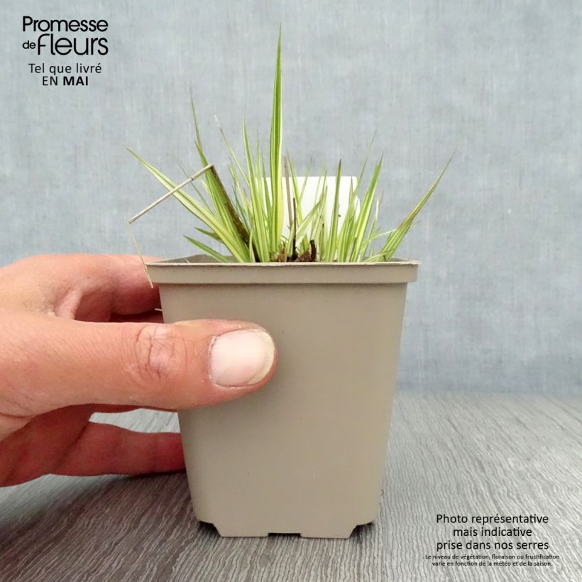 Spécimen de Molinia caerulea ssp caerulea Variegata - Molinie panachée Godet de 8/9 cm tel que livré au printemps