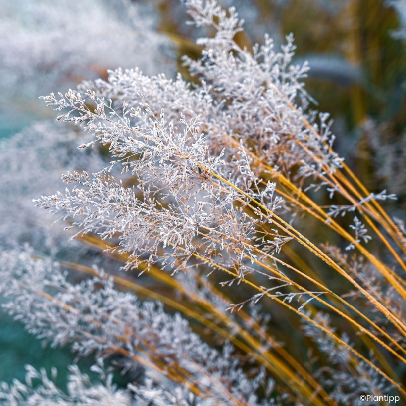 Molinia caerulea Banshee - Molinie bleue (Floraison)