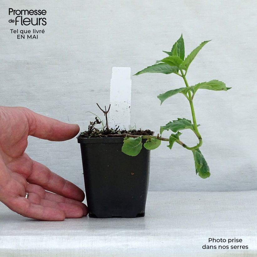 Spécimen de Monarda fistulosa Tetraploid - Bergamote rose Godet de 8/9 cm tel que livré au printemps