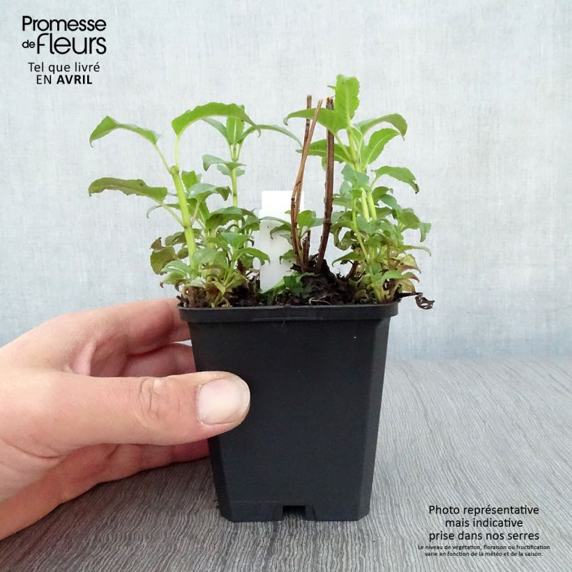 Spécimen de Monarde Beauty of Cobham - Bergamote rose Godet de 8/9 cm tel que livré au printemps