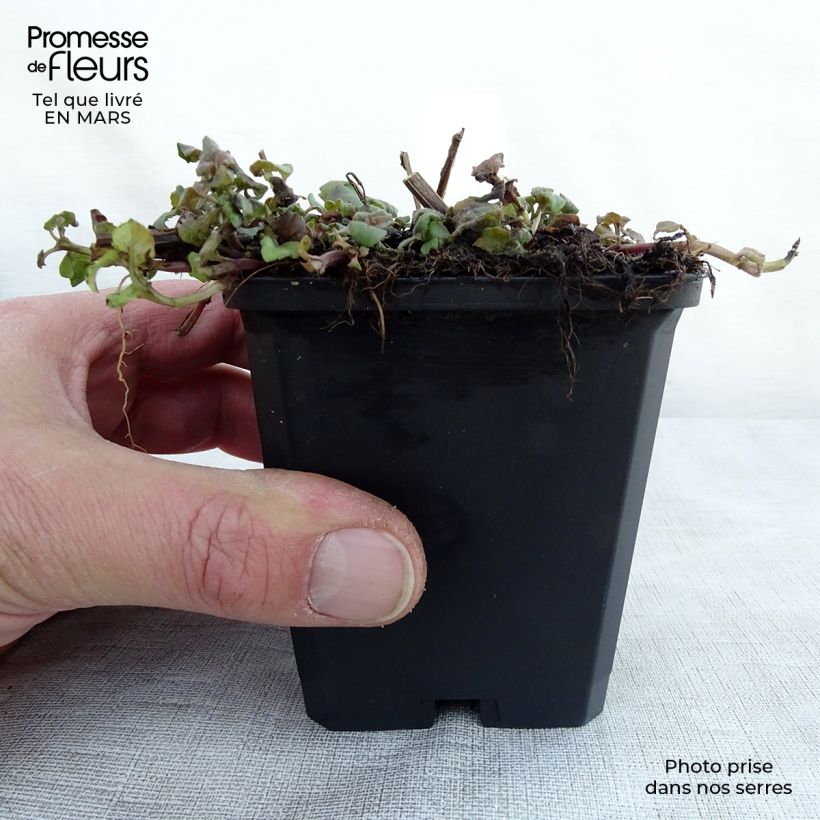 Spécimen de Monarde Cambridge Scarlet -Thé d'Oswego Cambridge Scarlet - Monarda Bergamote  Godet de 8/9 cm tel que livré au printemps