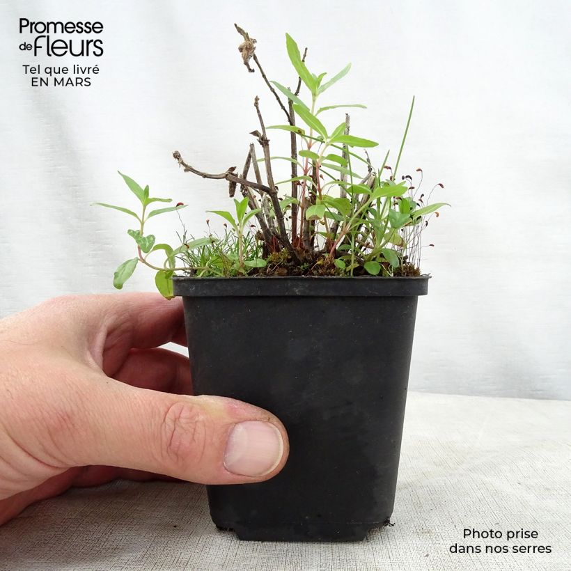 Spécimen de Monarde Cranberry Lace - Bergamote rose pourpré Godet de 8/9 cm tel que livré au printemps