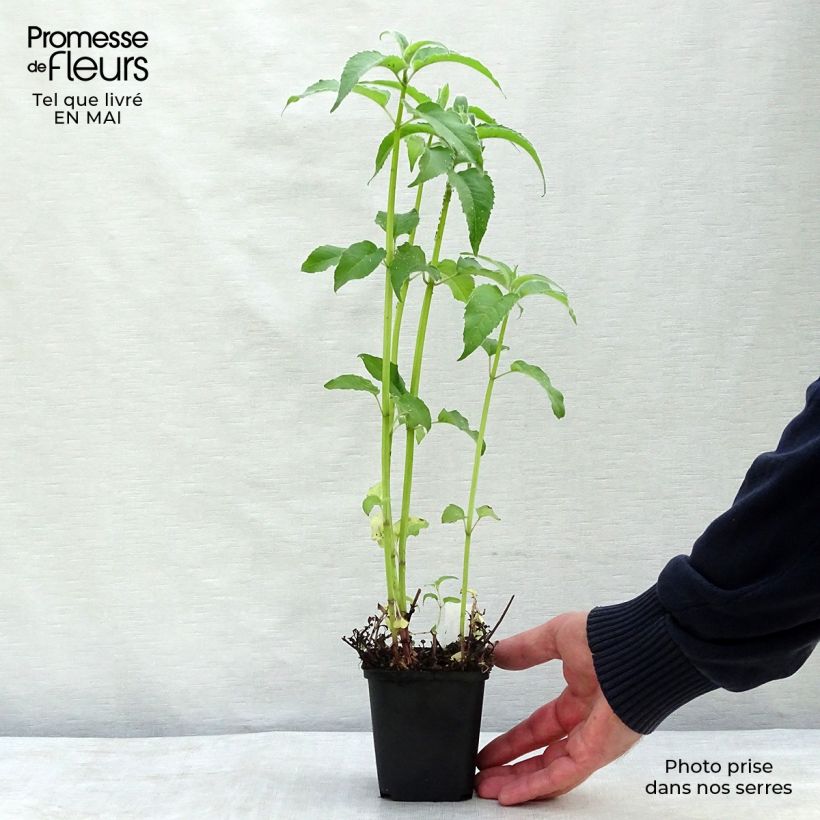 Spécimen de Monarde Feuerschopf - Bergamote rouge intense. Godet de 8/9 cm tel que livré au printemps