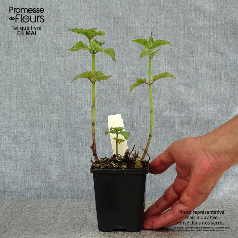 Spécimen de Monarde Fireball - Bergamote rouge Godet de 8/9 cm tel que livré au printemps