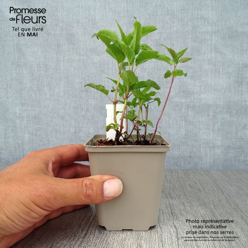 Spécimen de Monarde Heidelerche - Bergamote rose-rouge Godet de 8/9 cm tel que livré au printemps